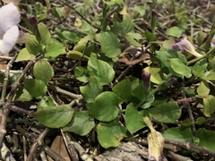 Asystasia gangetica