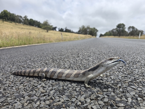 Common Bluetongue