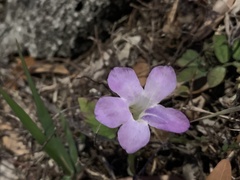 Asystasia gangetica