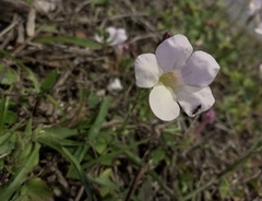 Asystasia gangetica