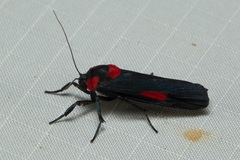 Cyana tettigonioides