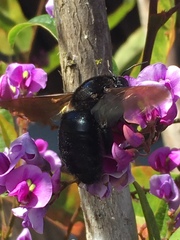 Xylocopa sonorina