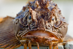 Hemitripterus americanus