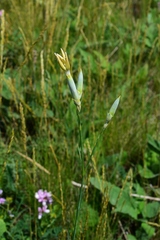 Dianthus lanceolatus
