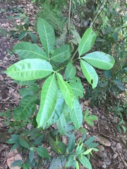 Melicope glabra