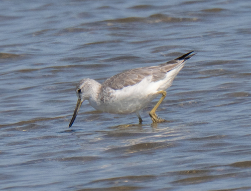Nordmann's Greenshank