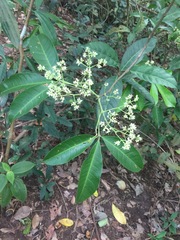 Melicope glabra
