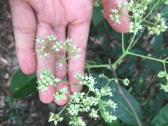Melicope glabra