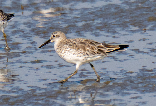 Great Knot