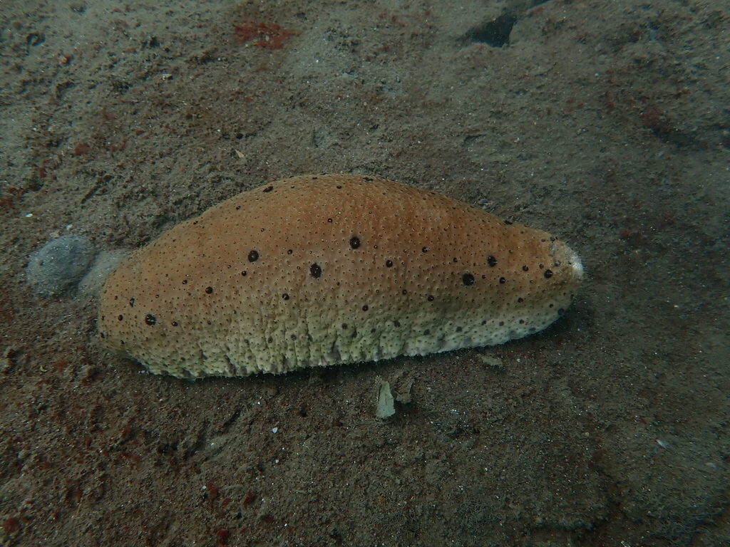 Bohadschia maculisparsa