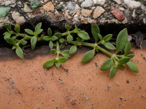 Creeping Dentella (Dentella repens)
