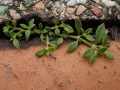 Dentella repens, photograph (c) chiuluan, some rights reserved (CC BY)