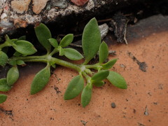 Dentella repens, photograph (c) chiuluan, some rights reserved (CC BY)