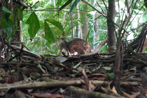 Red-legged Pademelon, red arrow, photo 10 of 10