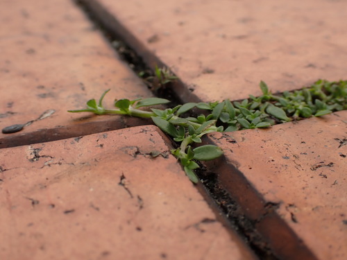 Dentella repens, photograph 5