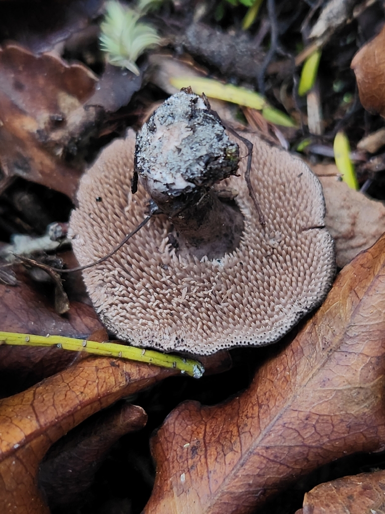 Neosarcodon carbonarius · February 2026 · photo: © archie_tarn (iNaturalist, cc-by)