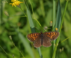 Melitaea diamina