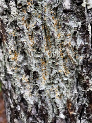 Brigantiaea leucoxantha