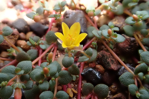Portulaca bicolor
