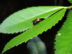 Laureliopsis philippiana