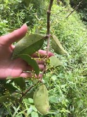 Macrosolen cochinchinensis