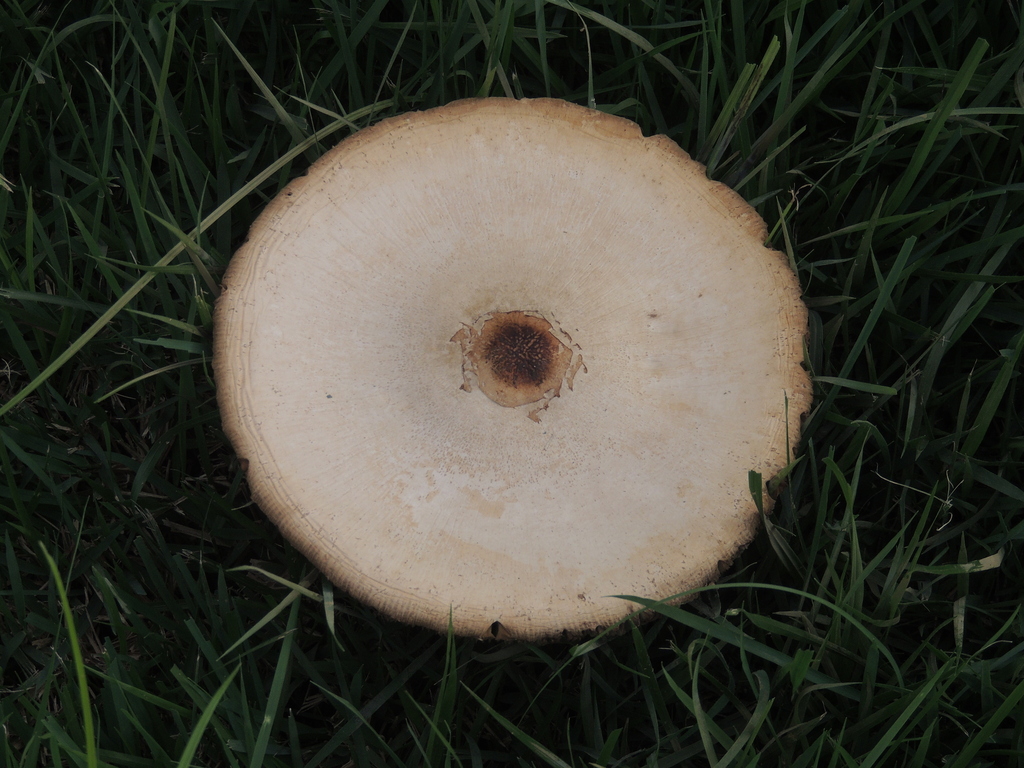 Chlorophyllum molybdites · February 2026 · photo: © paulonogueira1 (iNaturalist, cc-by)
