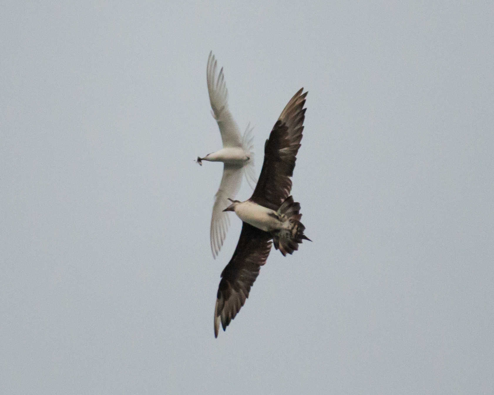 Parasitic Jaeger (Stercorarius parasiticus), photo 1