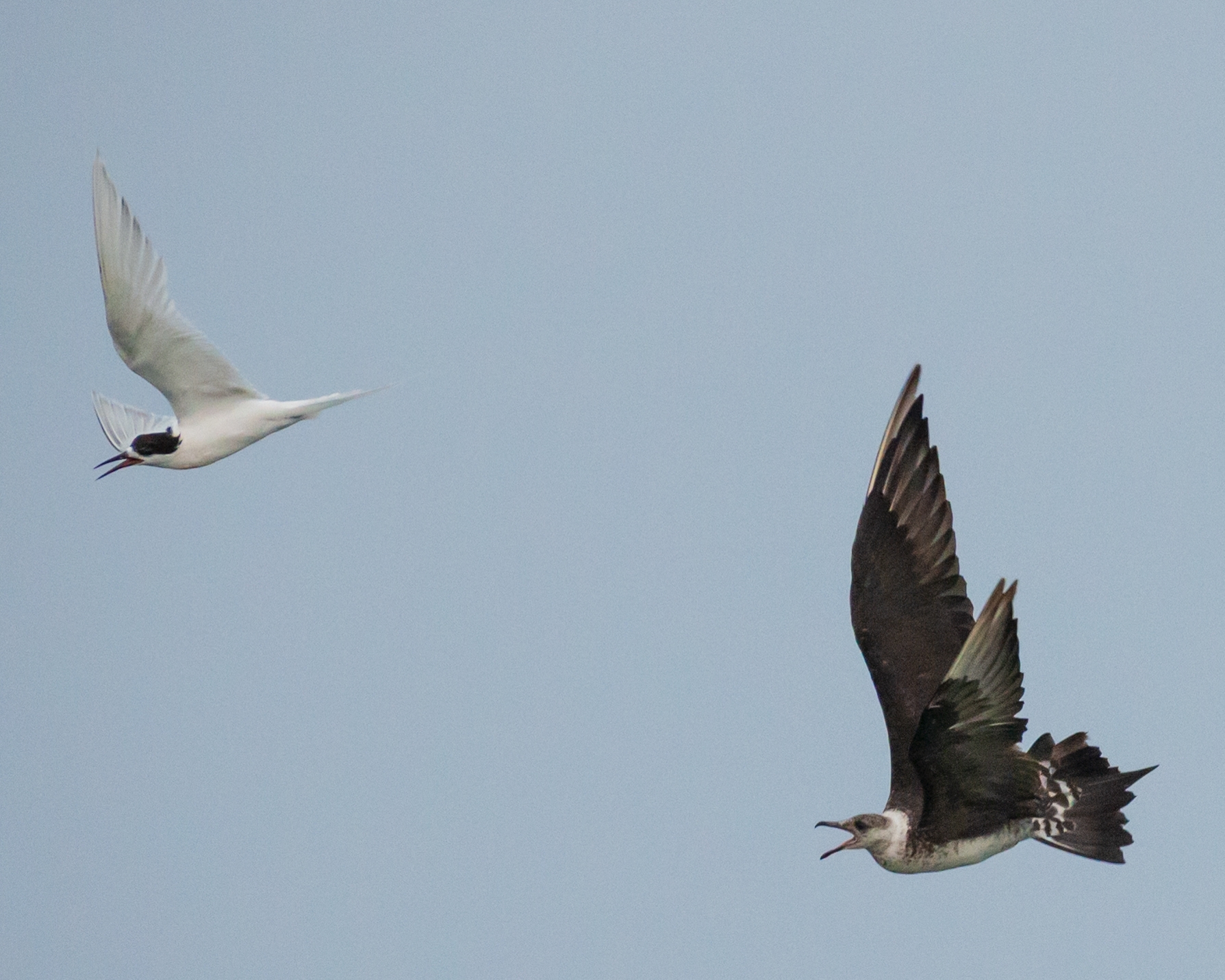 Parasitic Jaeger (Stercorarius parasiticus), photo 2