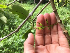Macrosolen cochinchinensis