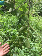 Macrosolen cochinchinensis