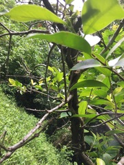 Macrosolen cochinchinensis