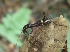 Ctenostoma