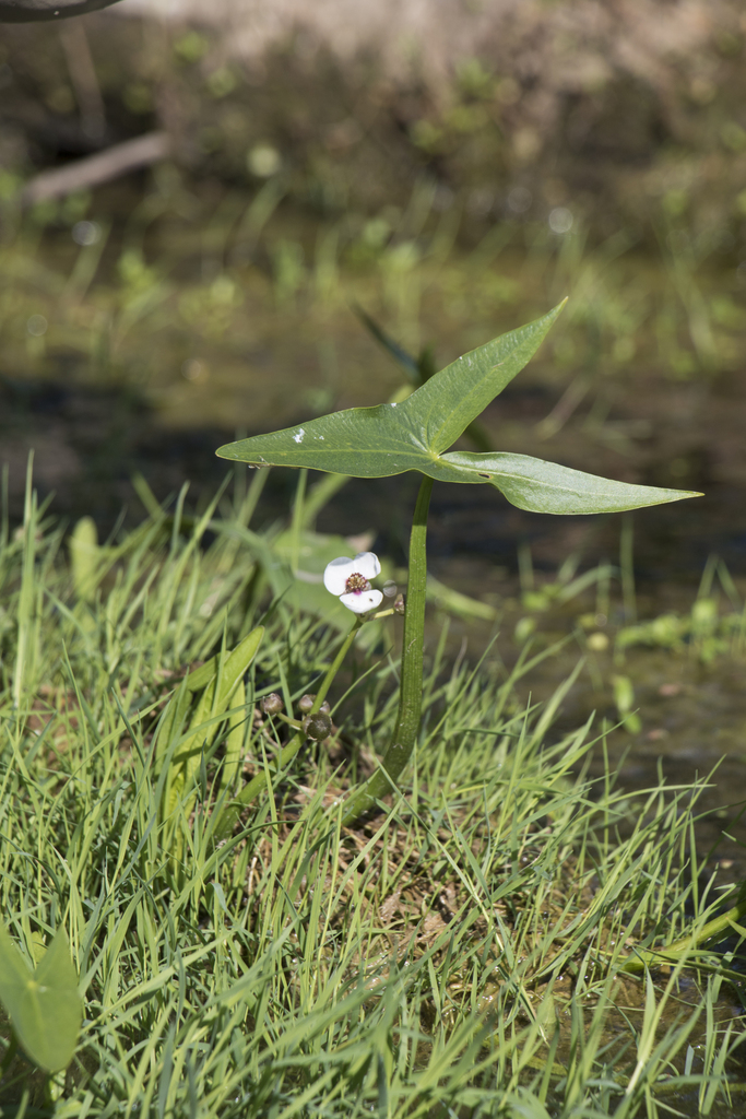 Rau mác – Sagittaria sagittifolia