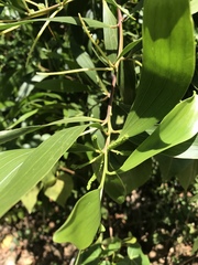 Acacia auriculiformis