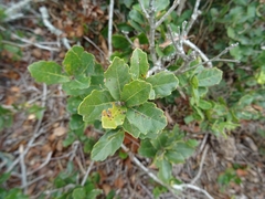 Quercus sebifera