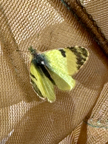 Greenish Black-tip