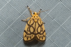 Miltochrista synestramena