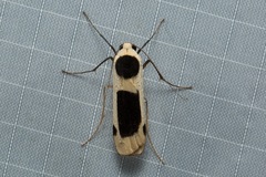 Thysanoptyx
