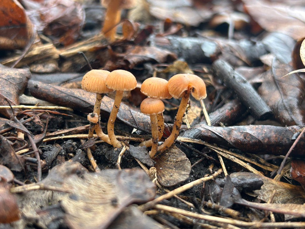 Tubaria furfuracea · February 2026 · photo: © priyastoric (iNaturalist, cc-by)