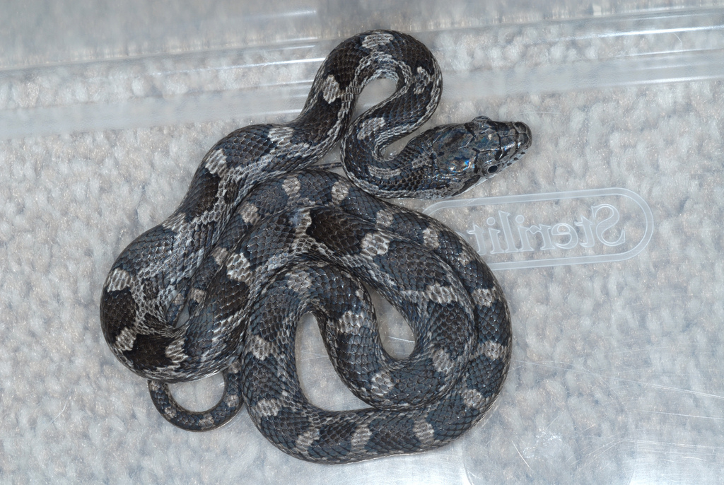 Eastern Rat Snake