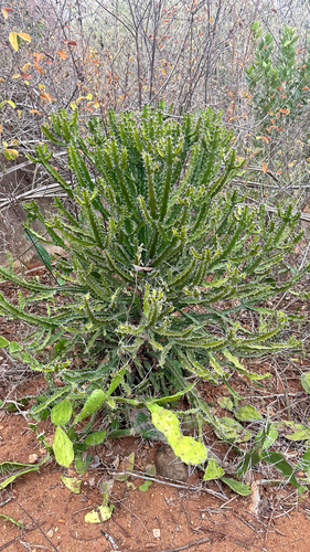 Euphorbia wakefieldii