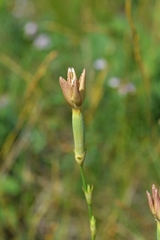 Dianthus lanceolatus