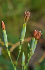 Dianthus lanceolatus