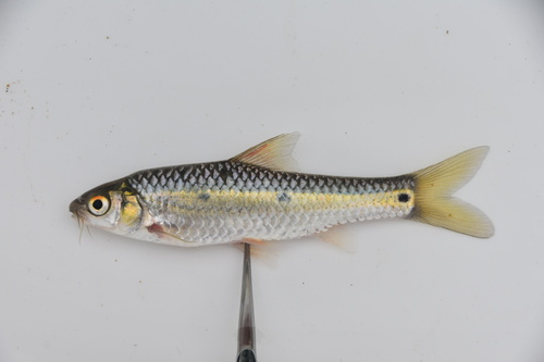 Threespot Barb