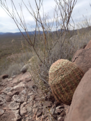 Echinocereus pectinatus pectinatus