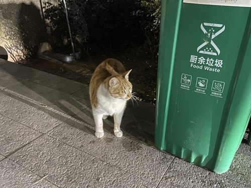 Domestic Cat