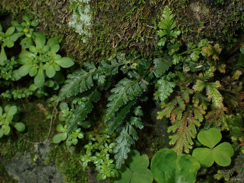 Beijing spleenwort (Asplenium pekinense)