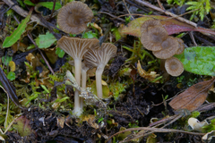 Arrhenia peltigerina