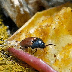 Ampedus