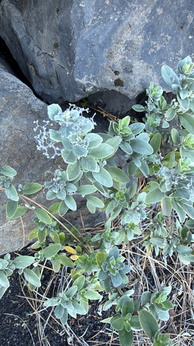 Bystropogon origanifolius, photograph 5